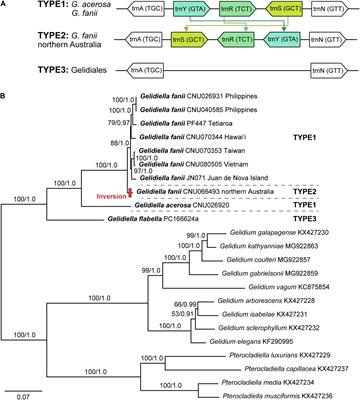 Complete Mitochondrial Genomes Reveal Population-Level Patterns in the Widespread Red Alga Gelidiella fanii (Gelidiales, Rhodophyta)